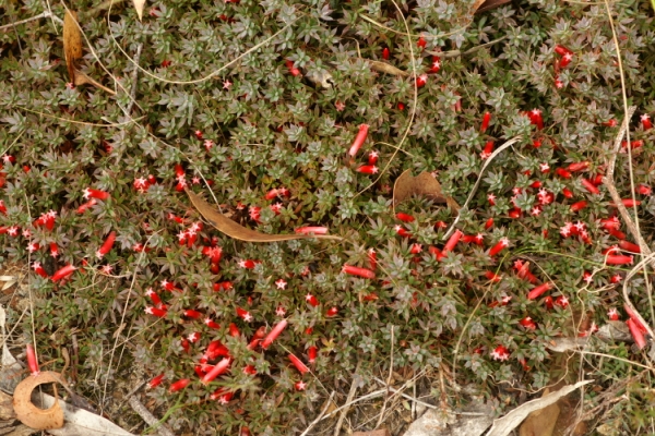Astroloma humifusum